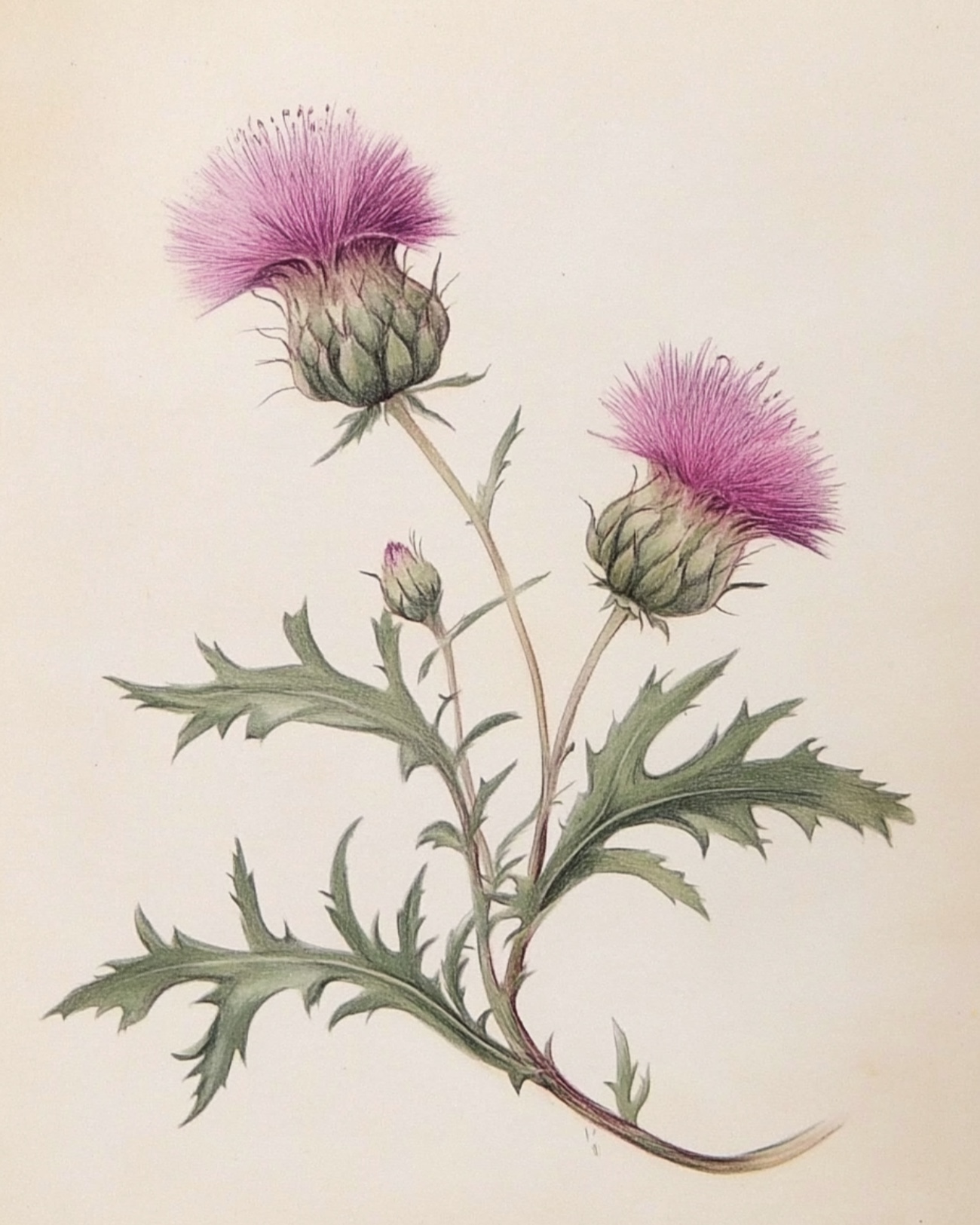 Milk thistle botanical illustration